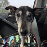 Entry image for Geezer