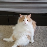 Entry image for Chirp