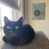 Entry image for Koal 