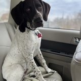 Entry image for Otto