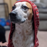 Entry image for Zeke