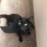 Entry image for Mars