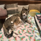 Entry image for Mickey