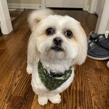 Entry image for Lola