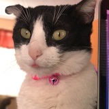 Entry image for Milkshake