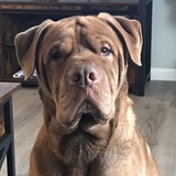 Entry image for Polo