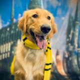 Entry image for Birdie