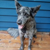 Entry image for Artoo