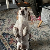 Entry image for Lambeau