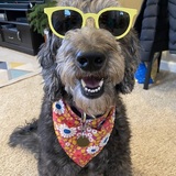 Entry image for Piper