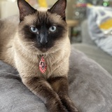 Entry image for Pussana