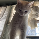 Entry image for Chel Bell Birthday Cake Lowder