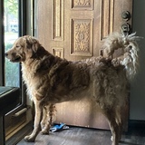 Entry image for Bailey