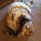 Entry image for Tiger