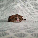 Entry image for Chloe