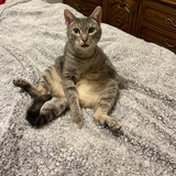 Entry image for Boomer 