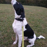 Entry image for Indica