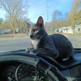 Entry image for Miss Kitty 