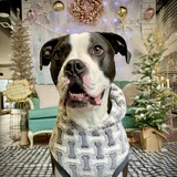 Entry image for Sully Dog 