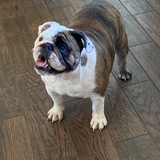 Entry image for Bella