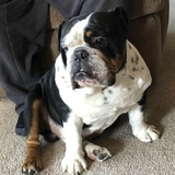 Entry image for Winston