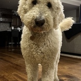 Entry image for Phineas