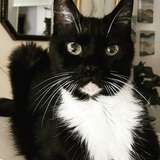 Entry image for Fedora