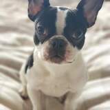 Entry image for Novella