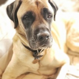 Entry image for Boozer