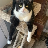 Entry image for Sherlock