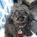 Entry image for Barley