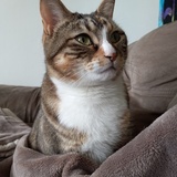 Entry image for Eridanus