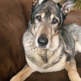 Entry image for Moose