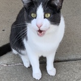 Entry image for Evander