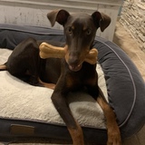 Entry image for Juniper