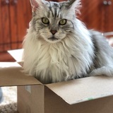 Entry image for Persephone Anne