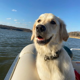 Entry image for Dolly 