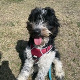 Entry image for Fritz