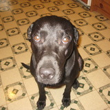 Entry image for Lucy