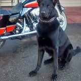 Entry image for Princeton Miller 