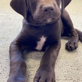 Entry image for Bernard