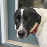 Entry image for Merlin