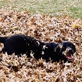 Entry image for Mowgli