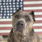 Entry image for Trex