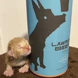 Entry image for Braveheart