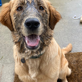 Entry image for Lucy