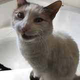 Entry image for Cathena