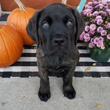 Entry image for Louie