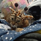 Entry image for Tootsie