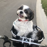 Entry image for Cozmo